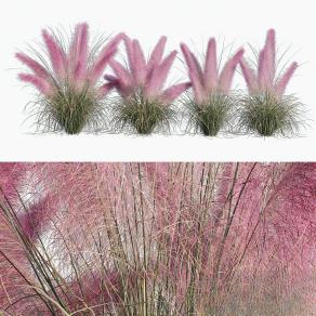 粉红色的 MUHLY 草